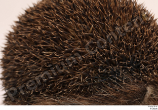 Hedgehog - Erinaceus europaeus  3 body thistle whole body…